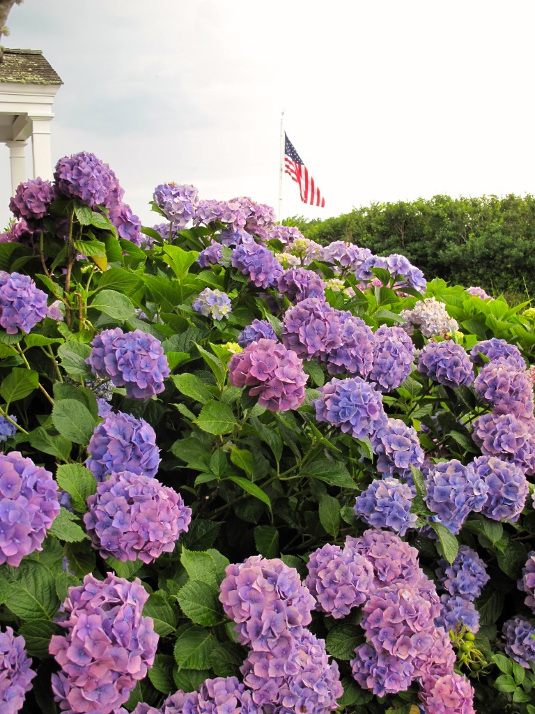 The pink tones of hydrangea blooms are reminiscent of cotton candy 